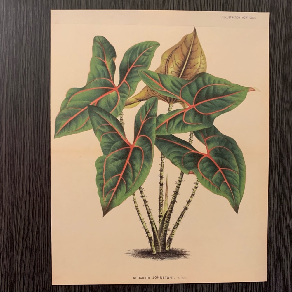 Vintage Alocasia Johnston Print 8x10